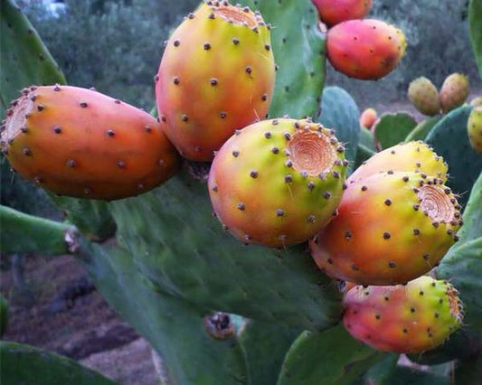 Quels sont les bienfaits de l'huile de cactus pour les cheveux ?